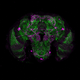Pink stains show dopamine in the mosquito’s brain. (Image: